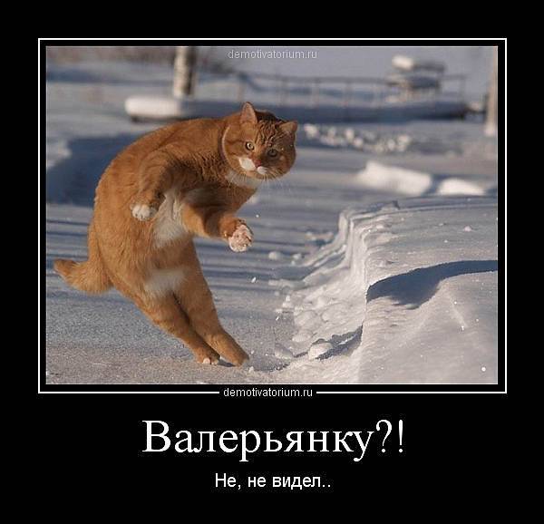 Demotivators, about winter for you) - Winter, cat, Snow, Demotivator, Longpost