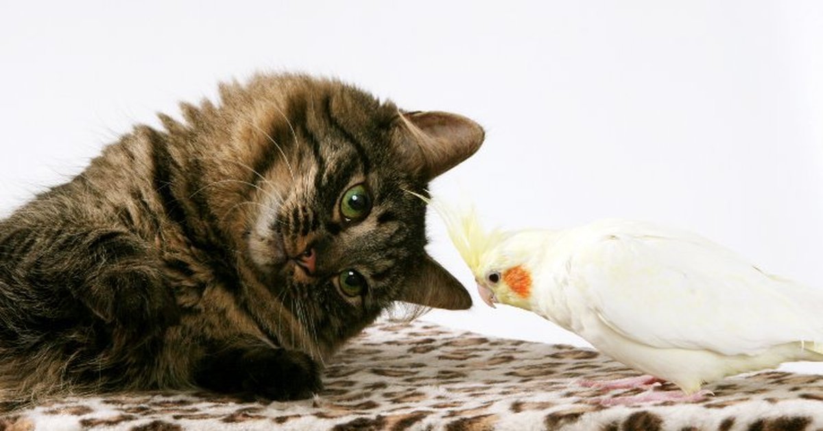 Кошкам про птичек. Кошка и птица. Кот и попугай. Птички для кошек. Котенок и попугай.