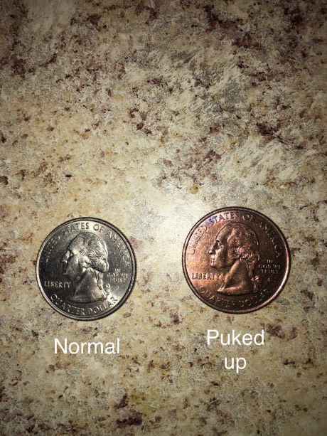 My dog ??ate a quarter and now it looks like this - Coin, 9GAG, Dog