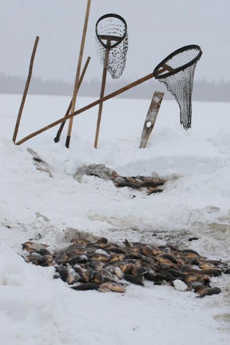 Kuyuur - Fishing Yakuts - Yakutia, , Fishing, Winter fishing, Facts, Interesting, Carp, Yakuts, Longpost