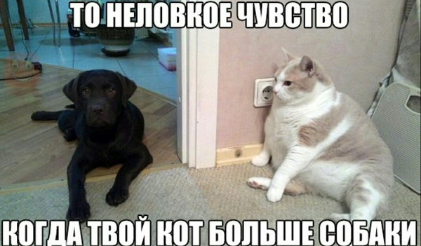 The dog is walking, and the cat is at sedentary work - Not mine, cat, Dog, Thick, Fullness