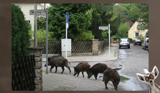 A crowd of wild boars in Berlin attacks people - news, Boar, Sensation, New, Exclusive, Animals