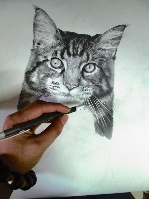 Cat. - cat, , Animal Art, Longpost, Animals