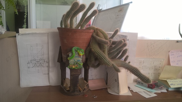 When even a cactus wants to leave the dull office plankton - My, Office, Despondency, , Way home