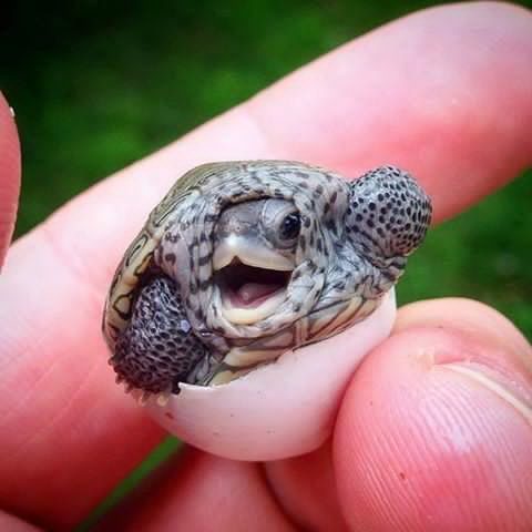 newborn turtle) - The photo, Turtle, Eggs
