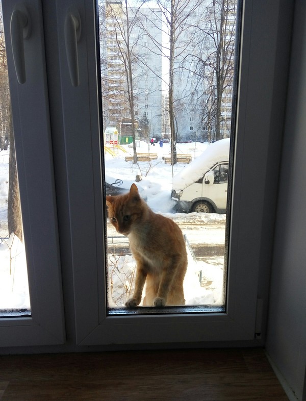 When it's -20 outside and your cat changes his mind about walking - My, cat, Sanya Open