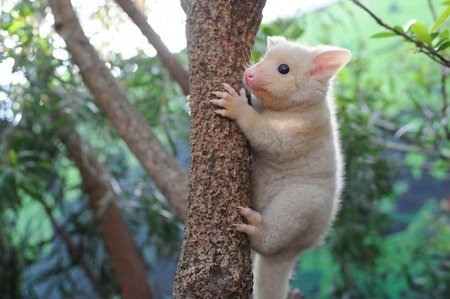 Fox Kuzu - Animals, Fox Kuzu, Australia, New Zealand, Video, Longpost