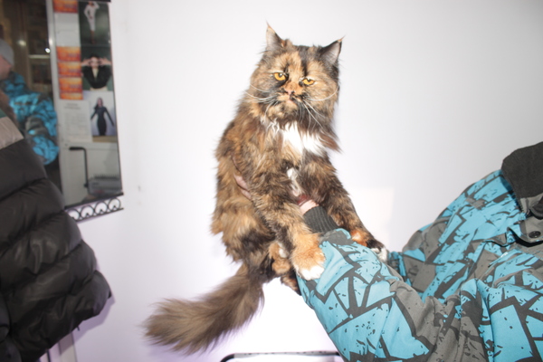 ����� �����������