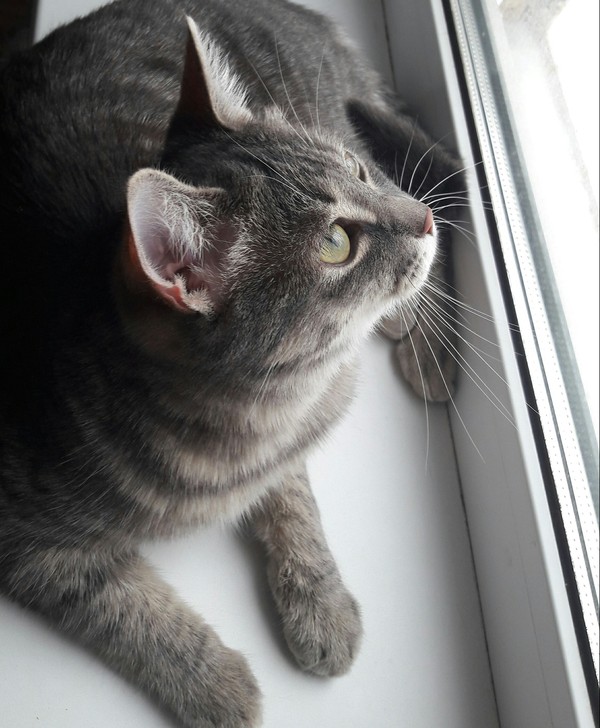 Riveting at the window - My, Female, cat, Women