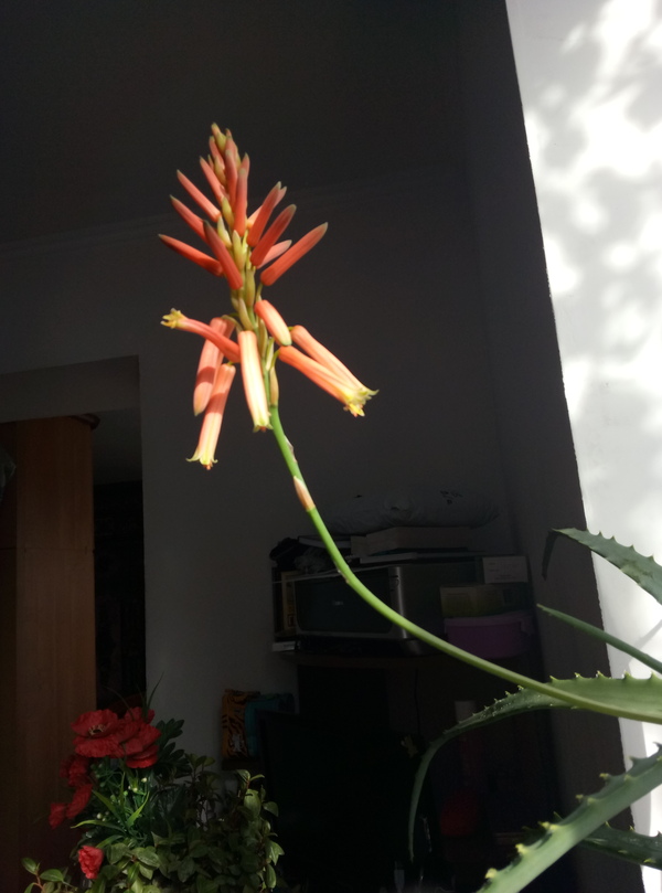 It still blooms - Aloe, Flowers, Bloomed, Suddenly, Longpost