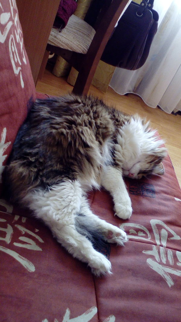 Теперь и я пикабушник!