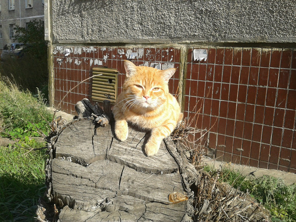 Рыжий дворовый котик