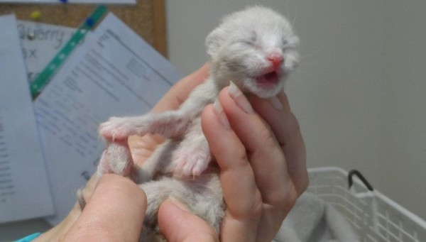 The story of the rescue of a kitten that was left in a box to die. - cat, Help, Champion, England, Feeding, Longpost