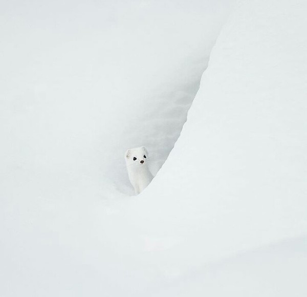 Ermine - Ermine, Animals, Snow, The photo, White