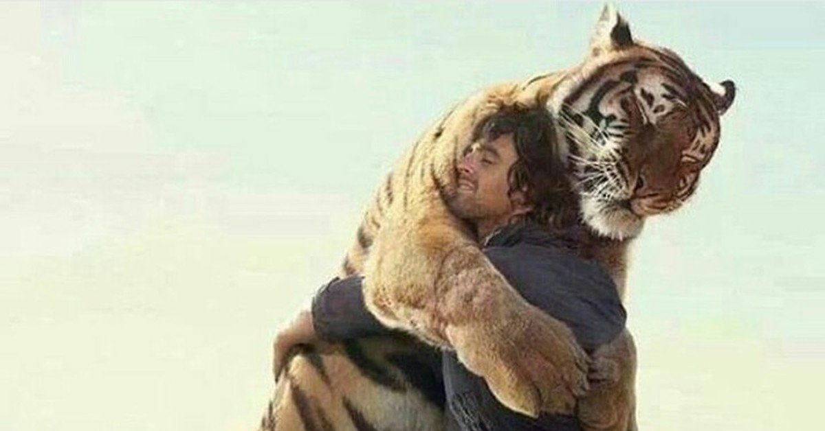 Touch animals. Обнимает тигра. Человек обнимает тигра. Тигр обнимается с человеком. Обнимашки с тигром.