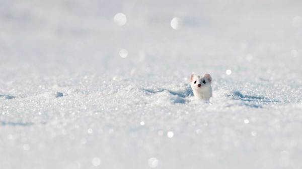 Ermine - Ermine, Animals, Milota, The photo, Winter, Snow