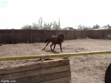 Недетский детский спорт Кони, Лошади, Интересное, Длиннопост, Фотография, Текст, Видео, Гифка