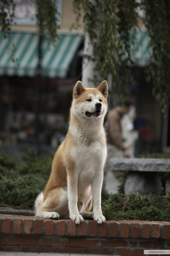 Zhdutiko - My, Zhdun, Hachiko