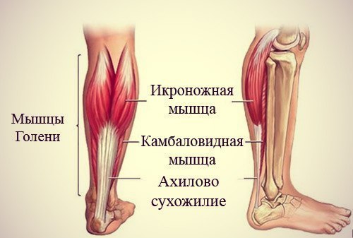 Gastrocnemius and soleus muscles (Do these exist?) - My, Sport, Training program, , Caviar, , Fitness, Тренер, Longpost
