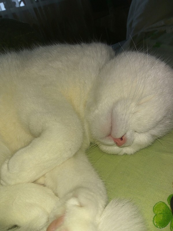 Sleeping Kira) - Milota, cat, Sleep mode, Seals are drugs, My