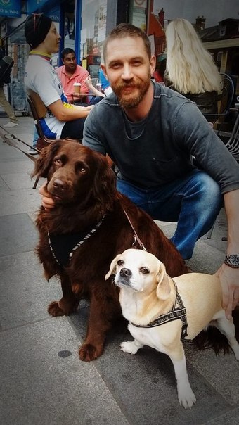 All dogs go to Hardy. - Tom Hardy, Dog, Animals, The photo, Longpost