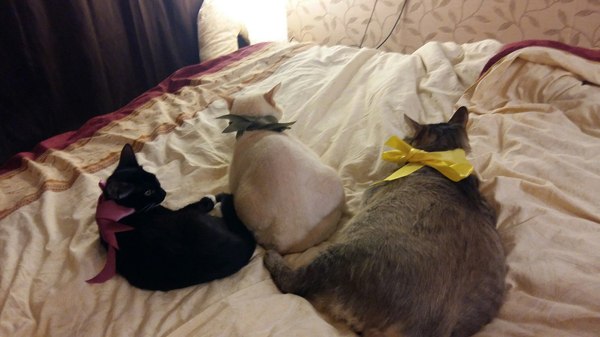 Jersey - Cat family, cat, Surprise, Cats on the bed