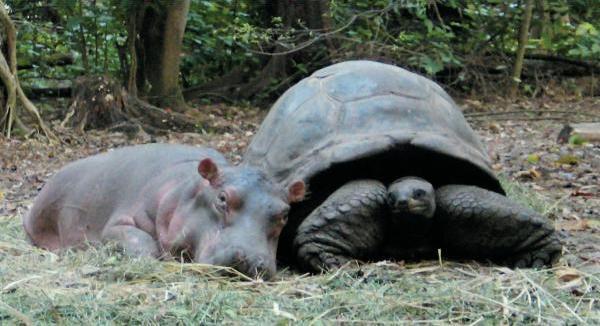 Friends. - hippopotamus, Turtle, Zoo