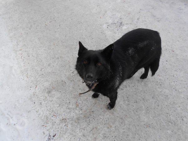 ��������� ���