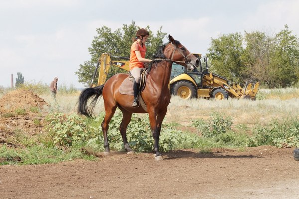 How to help a horse cope with fears? - Horses, Horses, Method, My, Fear, Upbringing, Longpost, Video