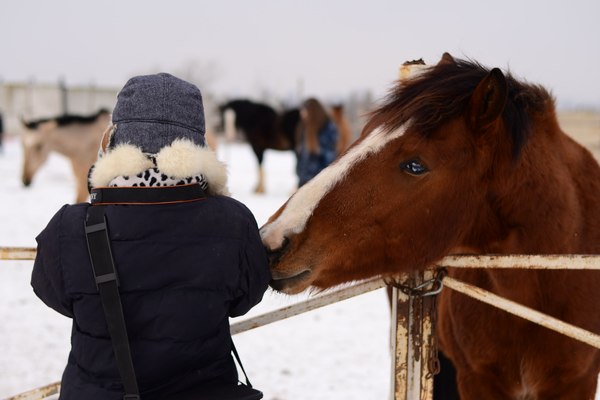 About elitism - Hobby, My, Upbringing, Horses, Horses