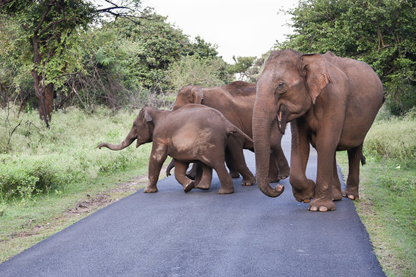 Hungry elephants occupy a village in China - Events, Society, China, Animals, Elephants, Hunger, Locals, Lenta ru, Video