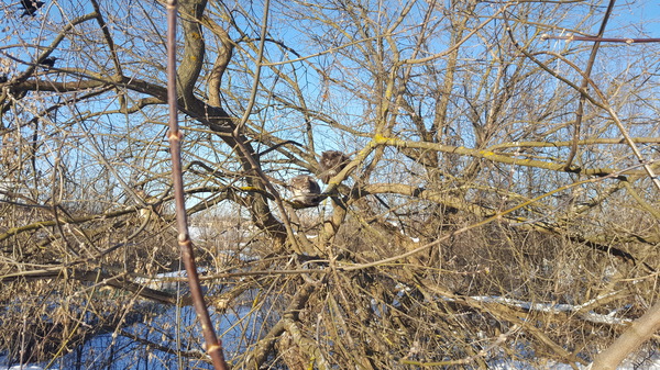 The Rooks Have Arrived! - My, Tree, cat, Winter