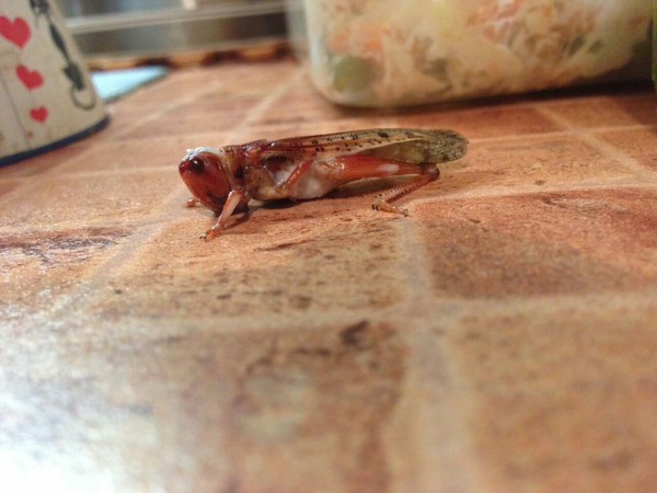 Grasshopper, something new. - Food, , Depravity, Products