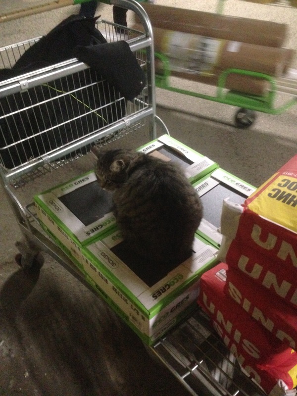 How the cat did not let you leave the store. - My, cat, My, Longpost