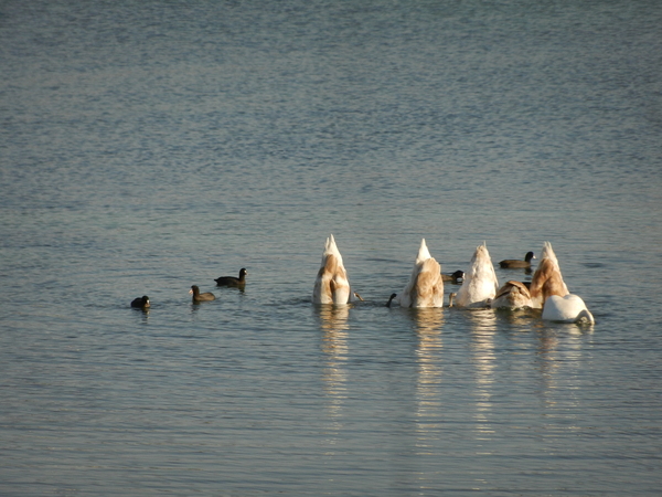 Swans are graceful birds - Swans, Grace, Birds, Animals