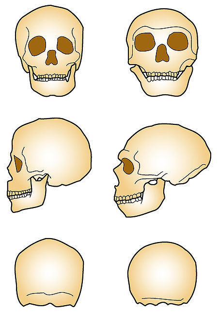 Genetics of the human population. - Genetics, Neanderthal, , , Migration, Haplogroup, Homo sapiens, GIF, Longpost, Europe