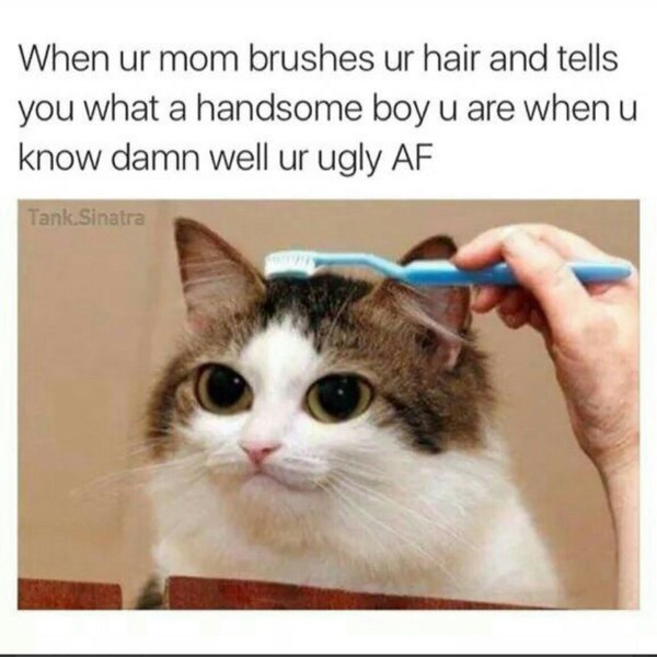 Mom knows better - cat, Tumblr