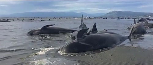 Hundreds of black dolphins washed ashore in New Zealand - Dolphin, Black Dolphin, Ecology