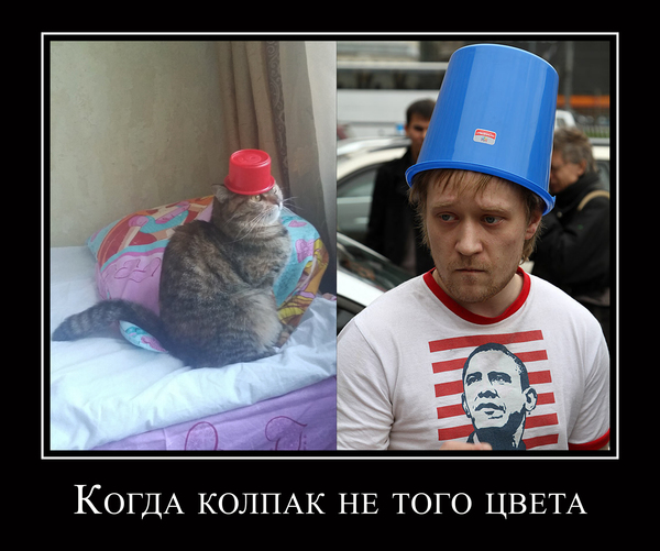 Проба пера - PHOTOSHOPного пера! - Моё, Кот, Хочу быть котом(, Колпак, Хорошо быть котом, Быть котом