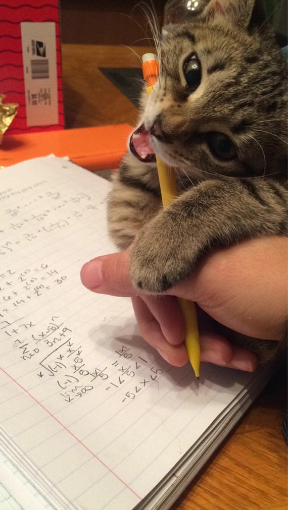 Mathematician - cat, Mathematics