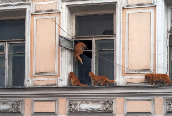 Gang of redheads :) - cat, Redheads, Window leaf, Gang