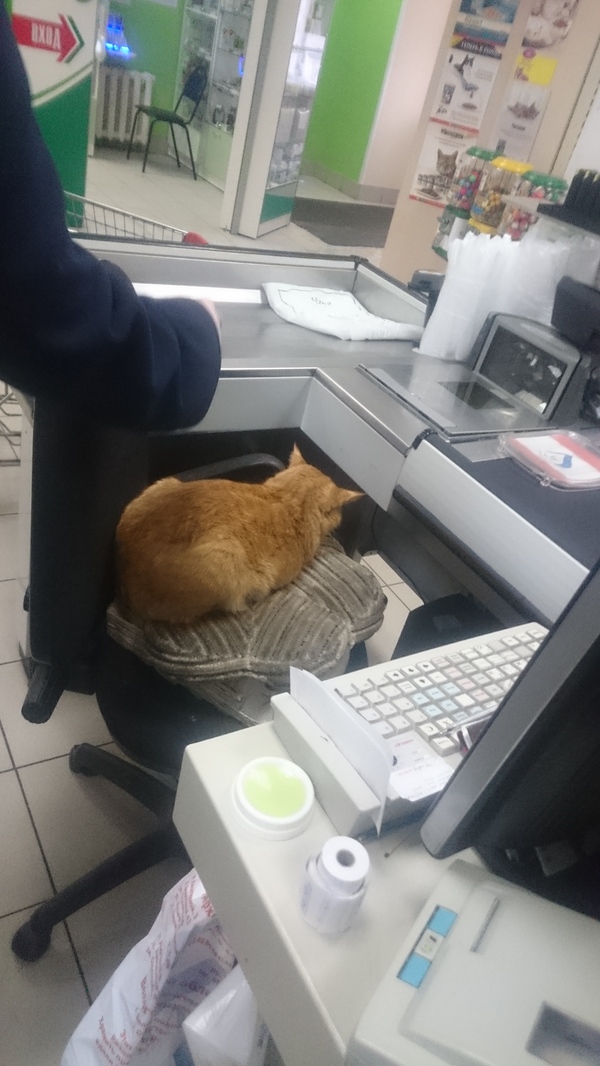 Fluffy cashier - Score, Cash register, Redheads, My, cat