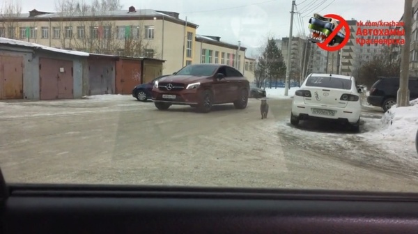 In Krasnoyarsk, the driver walks the dog without leaving the car - Video, Text, Krasnoyarsk, news, Dog