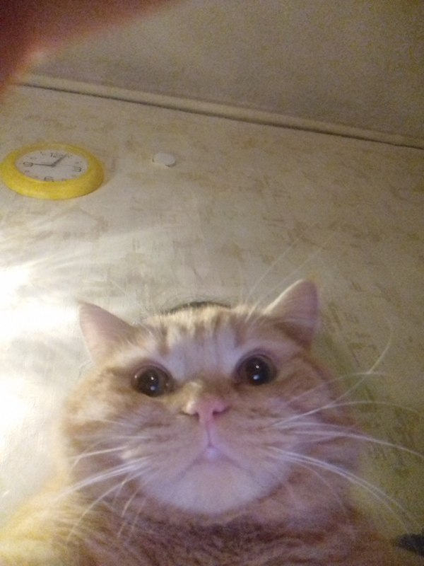 Когда хочешь сфоткаться как сэлфи-кот, но ты слишком жирный