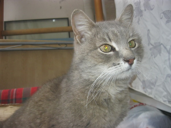 A cat without a home. Yaroslavl. We cannot leave ourselves. - My, Help, cat, Yaroslavl, , Found a cat, Cat looking for a home, Yaroslavskaya oblast, Helping animals