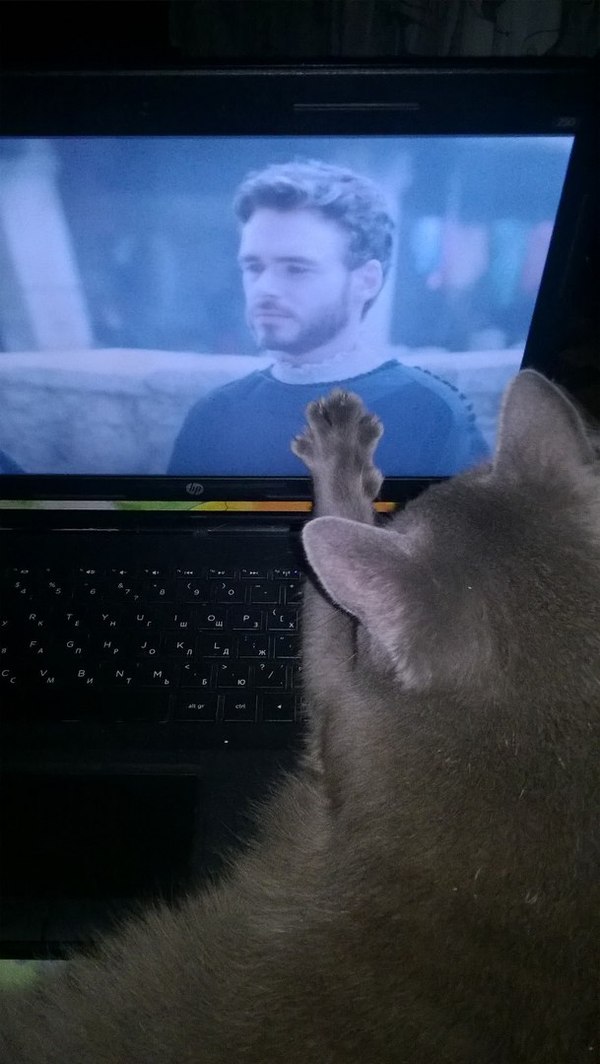 When you really like Richard Madden - My, cat, Serials, Medici, Richard Madden