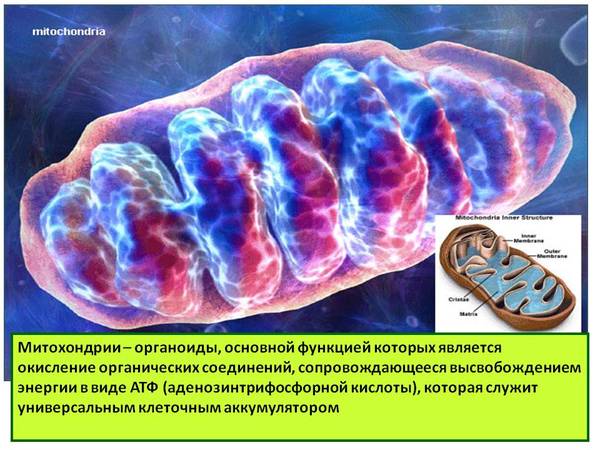 The gene pool of the human population. - Genetics, Population, , Pinching, DNA, Mitochondria, Phenotype, Longpost