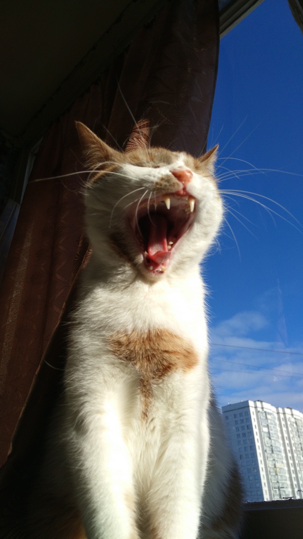 Just a yawning cat - My, cat, The sun, Saint Petersburg, Redheads, Redcat, a lion, Kotopes