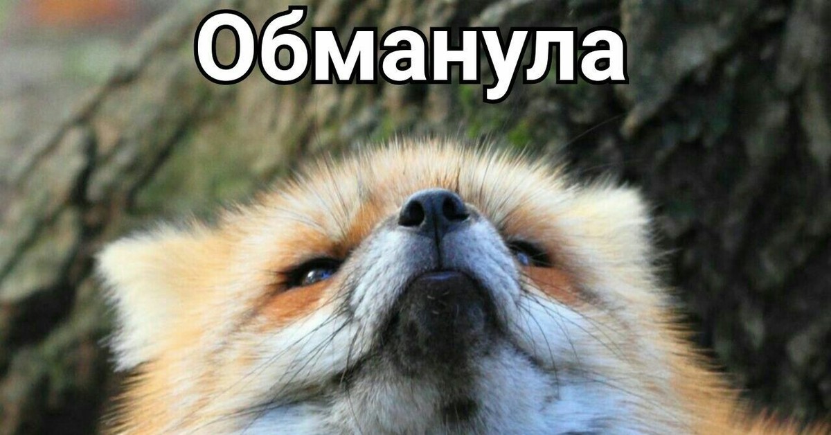 А Не Колобок Ли Ты Часом