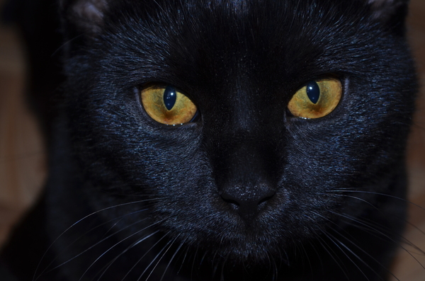My little black night...:) - My, cat, Nikon, 